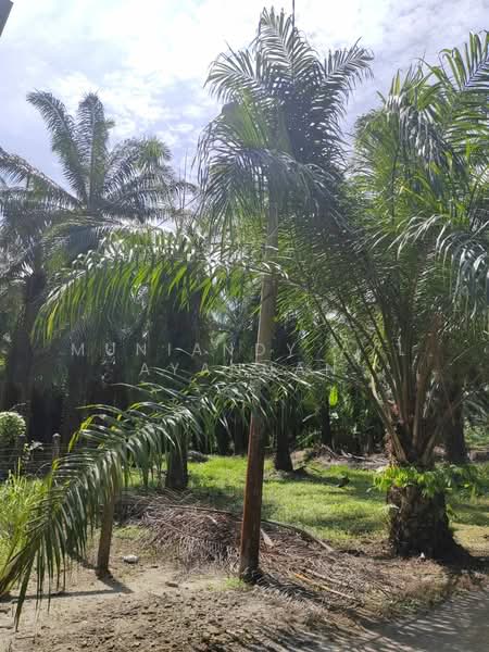 Tanah Pertanian untuk Dijual di Sitiawan (Perak) - Muniandy A/L Ayannan - Garden - PropertyGuru.com.my