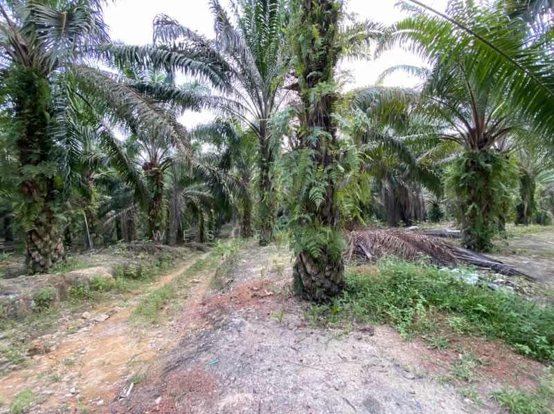 Agricultural Land for Sale in Machap (Melaka) - Wesley Tan - Exterior - PropertyGuru.com.my