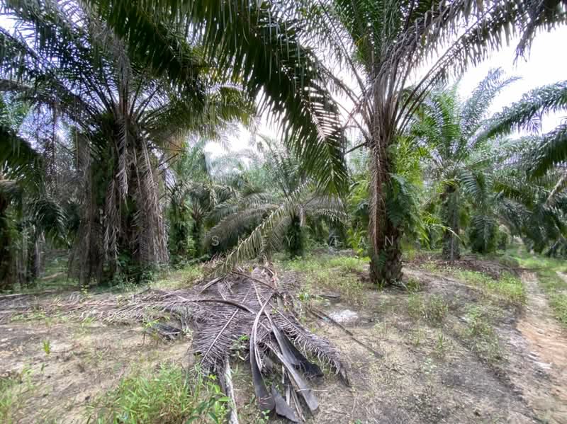 Agricultural Land for Sale in Machap (Melaka) - Wesley Tan - Exterior - PropertyGuru.com.my
