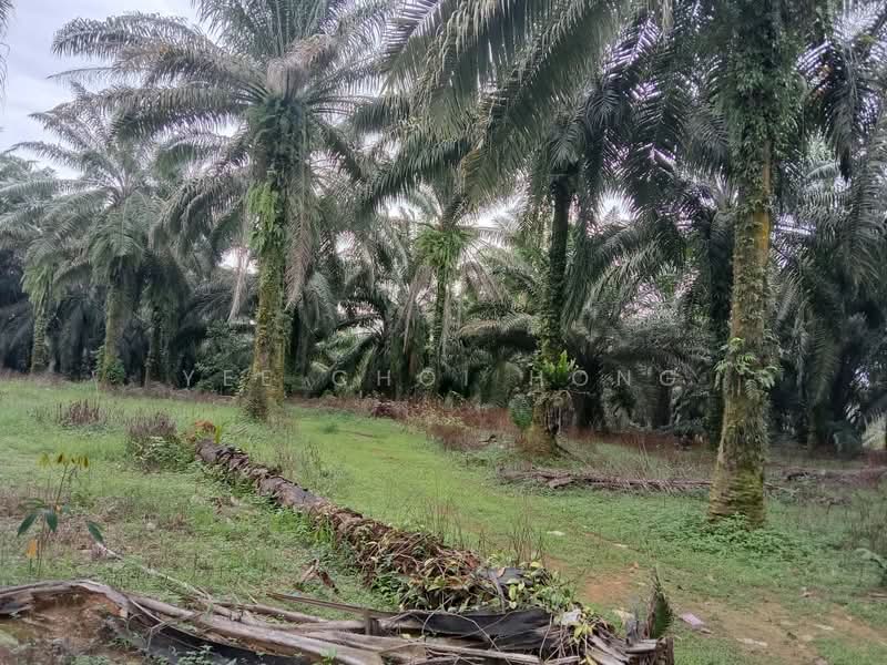 Tanah Pertanian untuk Dijual di Machang Bubok (Bukit Mertajam) - Yee Choi Hong - Exterior - PropertyGuru.com.my