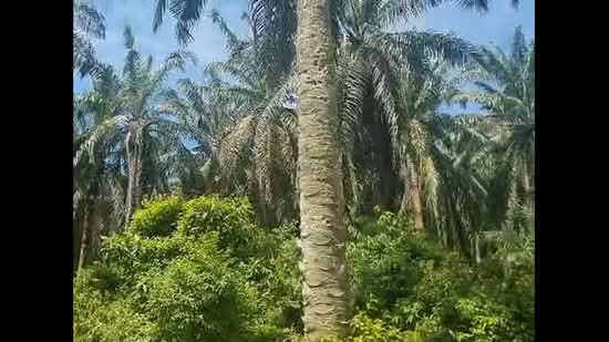 Tanah Pertanian untuk Dijual di Rantau (Negeri Sembilan) - David Cheok - PropertyGuru.com.my