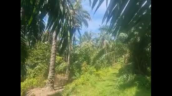 Tanah Pertanian untuk Dijual di Rantau (Negeri Sembilan) - David Cheok - PropertyGuru.com.my