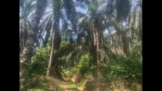 Tanah Pertanian untuk Dijual di Rantau (Negeri Sembilan) - David Cheok - PropertyGuru.com.my