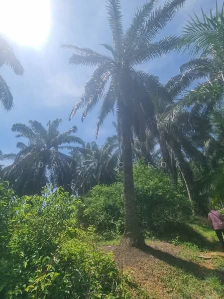 Tanah Pertanian untuk Dijual di Rantau (Negeri Sembilan) - David Cheok - Exterior - PropertyGuru.com.my