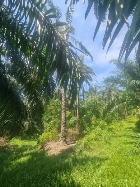 Tanah Pertanian untuk Dijual di Rantau (Negeri Sembilan) - David Cheok - PropertyGuru.com.my