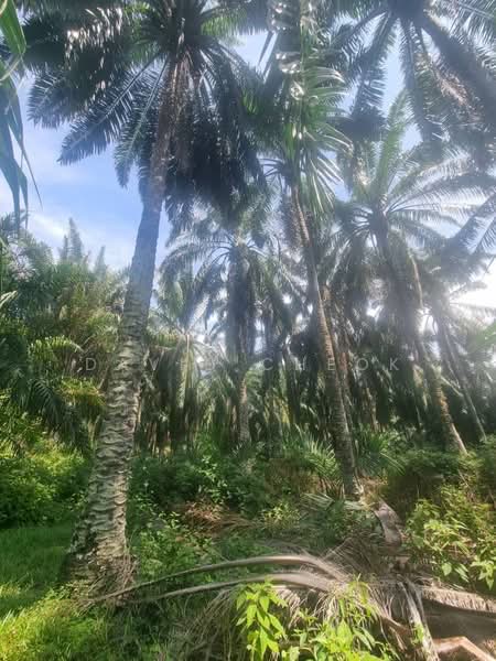 Tanah Pertanian untuk Dijual di Rantau (Negeri Sembilan) - David Cheok - PropertyGuru.com.my