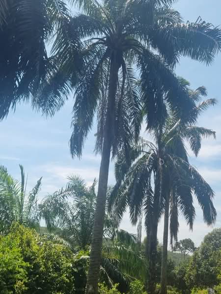 Tanah Pertanian untuk Dijual di Rantau (Negeri Sembilan) - David Cheok - PropertyGuru.com.my