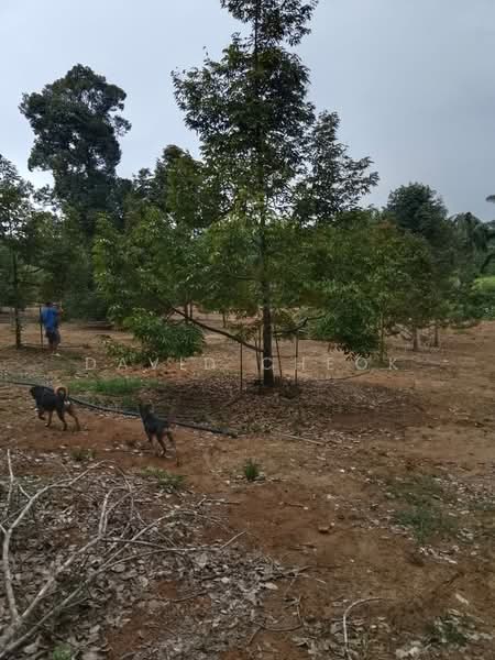 Tanah Pertanian untuk Dijual di Lukut (Negeri Sembilan) - David Cheok - PropertyGuru.com.my