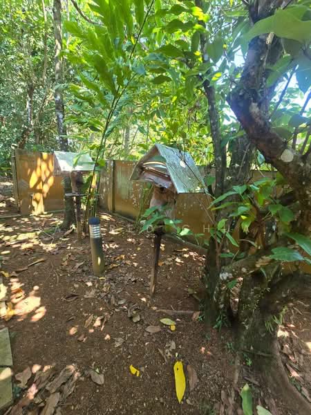 Bungalow for Sale in Santubong (Kuching) - Alfred Chua - Garden - PropertyGuru.com.my
