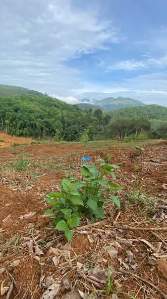 Agricultural Land for Sale in Kampung Tanah Merah (Kuala Kangsar) - SK Kok - PropertyGuru.com.my