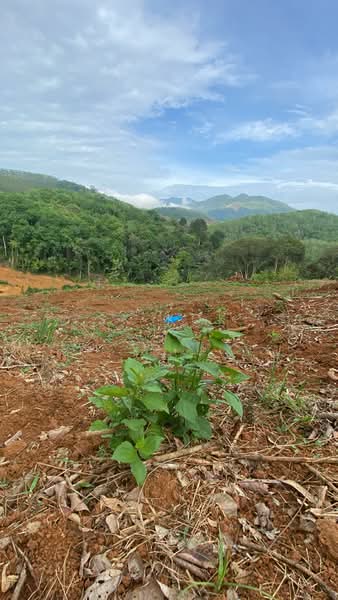 Agricultural Land for Sale in Kampung Tanah Merah (Kuala Kangsar) - SK Kok - PropertyGuru.com.my