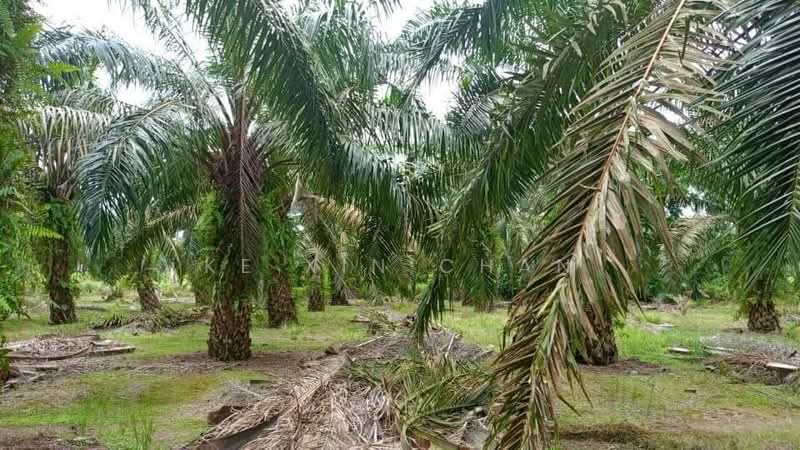 Agricultural Land for Sale in Pontian (Johor) - Ke Xin Chan - PropertyGuru.com.my