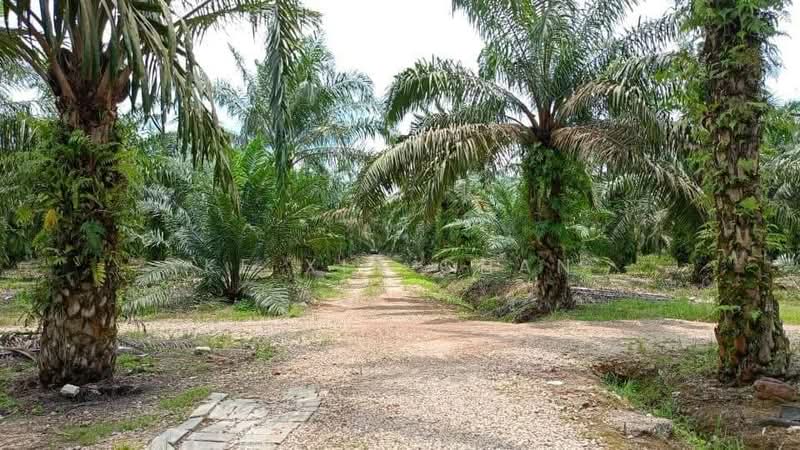 Agricultural Land for Sale in Pontian (Johor) - Ke Xin Chan - PropertyGuru.com.my