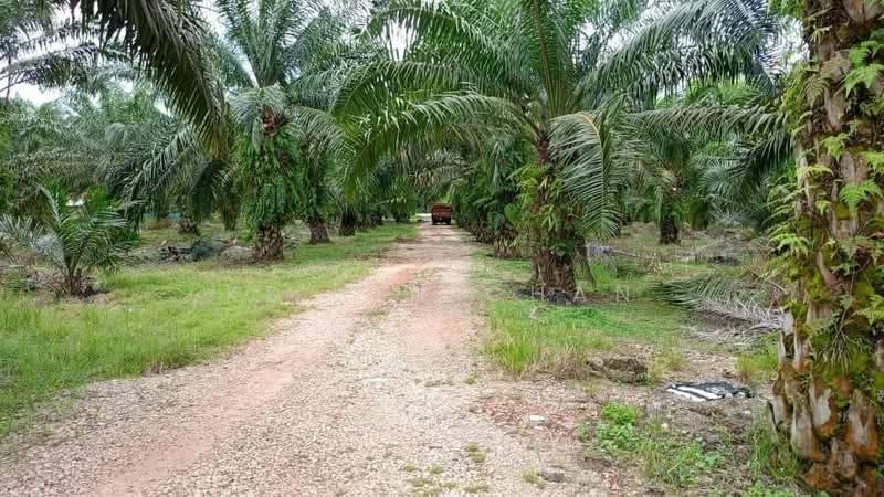 Agricultural Land for Sale in Pontian (Johor) - Ke Xin Chan - PropertyGuru.com.my