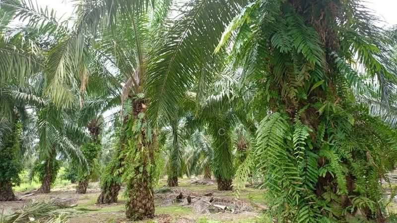 Agricultural Land for Sale in Pontian (Johor) - Ke Xin Chan - PropertyGuru.com.my