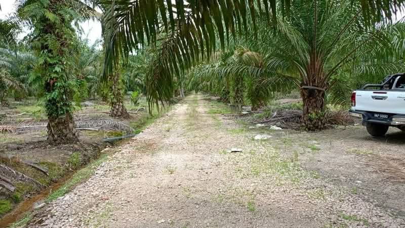 Agricultural Land for Sale in Pontian (Johor) - Ke Xin Chan - PropertyGuru.com.my