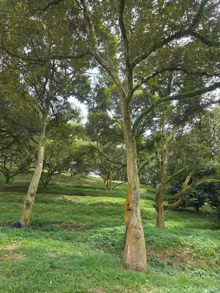 For Sale - Bandar Tras