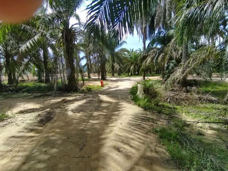 Agricultural Land for Sale in Kota Tinggi (Johor) - Max Loh - Exterior - PropertyGuru.com.my