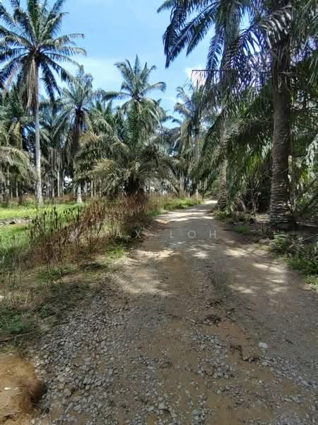 Agricultural Land for Sale in Kota Tinggi (Johor) - Max Loh - Exterior - PropertyGuru.com.my
