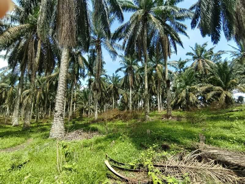 Agricultural Land for Sale in Kota Tinggi (Johor) - Max Loh - Exterior - PropertyGuru.com.my
