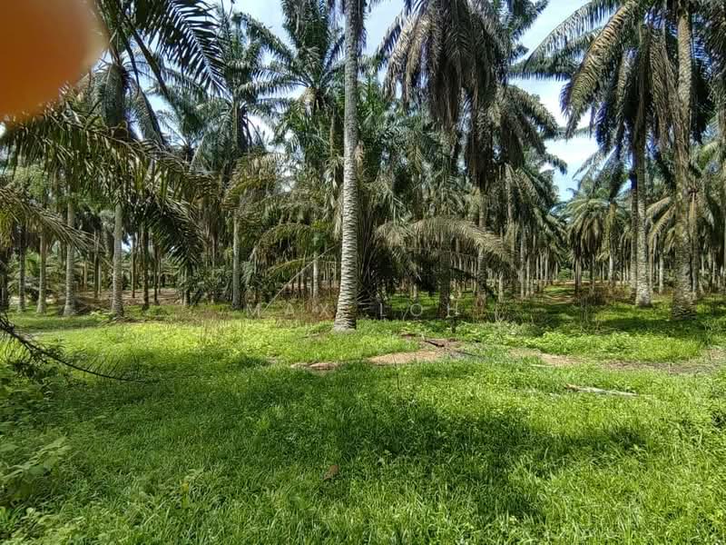 Agricultural Land for Sale in Kota Tinggi (Johor) - Max Loh - Garden - PropertyGuru.com.my
