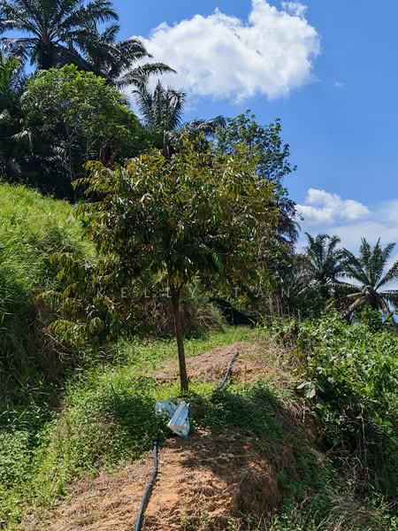 Agricultural Land for Sale in Sungai Siput (Perak) - Kelly Tan - PropertyGuru.com.my