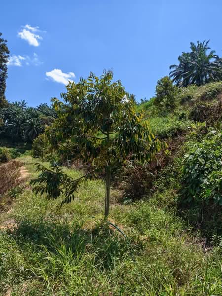 Agricultural Land for Sale in Sungai Siput (Perak) - Kelly Tan - PropertyGuru.com.my
