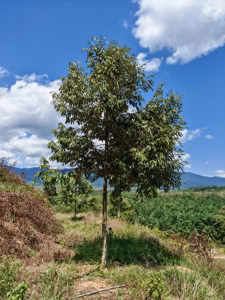 Agricultural Land for Sale in Sungai Siput (Perak) - Kelly Tan - PropertyGuru.com.my