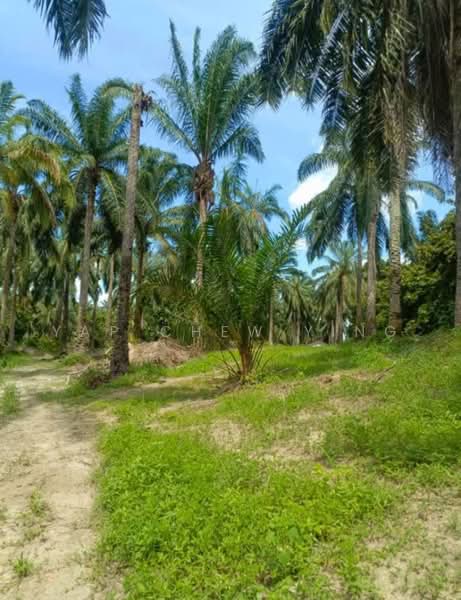 Agricultural Land for Sale in Jeram (Selangor) - Yap Chew Ying - PropertyGuru.com.my