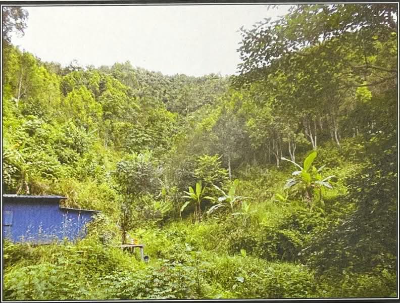 Agricultural Land for Sale in Raub (Pahang) - Peggy Lim - PropertyGuru.com.my