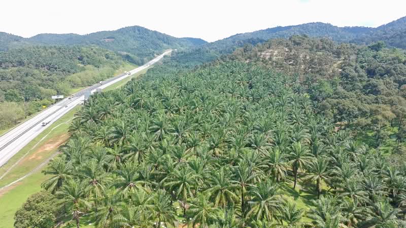 Tanah Pertanian untuk Dijual di Parit Sulong (Batu Pahat) - Celine Chai - Exterior - PropertyGuru.com.my