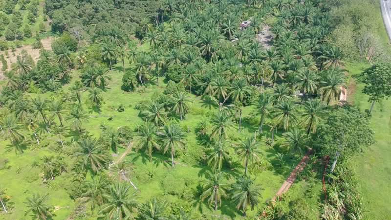 Tanah Pertanian untuk Dijual di Parit Sulong (Batu Pahat) - Celine Chai - Exterior - PropertyGuru.com.my