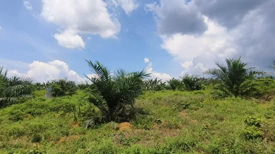 Tanah Pertanian untuk Dijual di Sedenak (Johor) - K S Ong - PropertyGuru.com.my