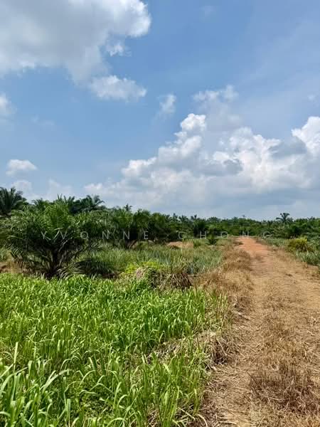Agricultural Land for Sale in Benut (Johor) - Yvonne Chong - PropertyGuru.com.my
