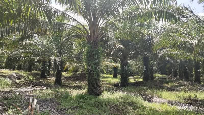 Agricultural Land for Sale in Sepang (Selangor) - Clemence Ngew - Exterior - PropertyGuru.com.my