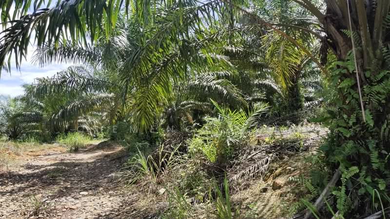Agricultural Land for Sale in Sepang (Selangor) - Clemence Ngew - Exterior - PropertyGuru.com.my