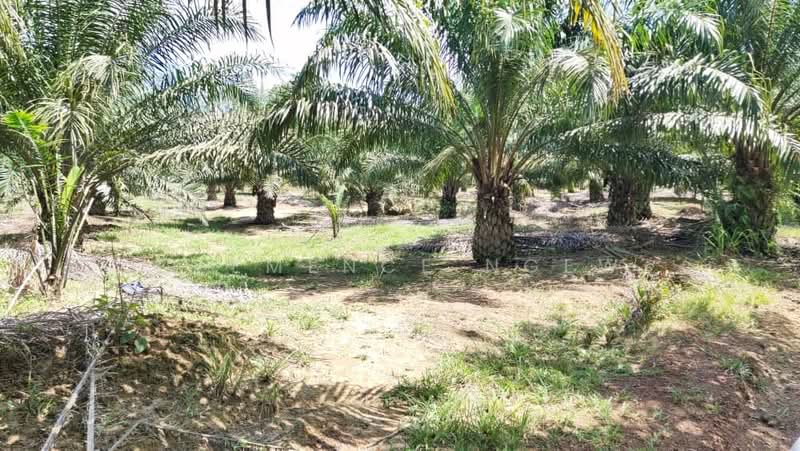Agricultural Land for Sale in Sepang (Selangor) - Clemence Ngew - Garden - PropertyGuru.com.my