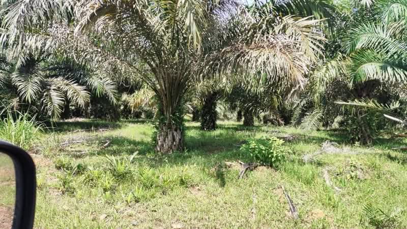 Agricultural Land for Sale in Sepang (Selangor) - Clemence Ngew - PropertyGuru.com.my