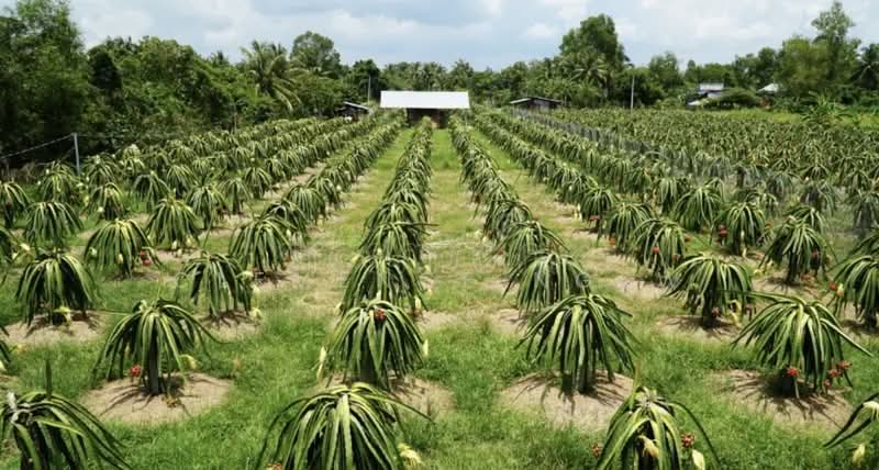 Agricultural Land for Sale in Sepang (Selangor) - Clemence Ngew - Garden - PropertyGuru.com.my
