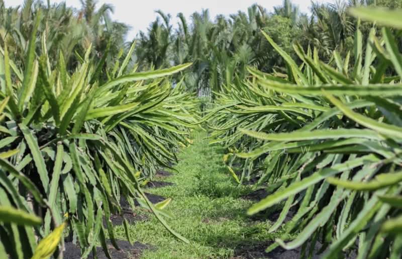 Agricultural Land for Sale in Sepang (Selangor) - Clemence Ngew - Garden - PropertyGuru.com.my