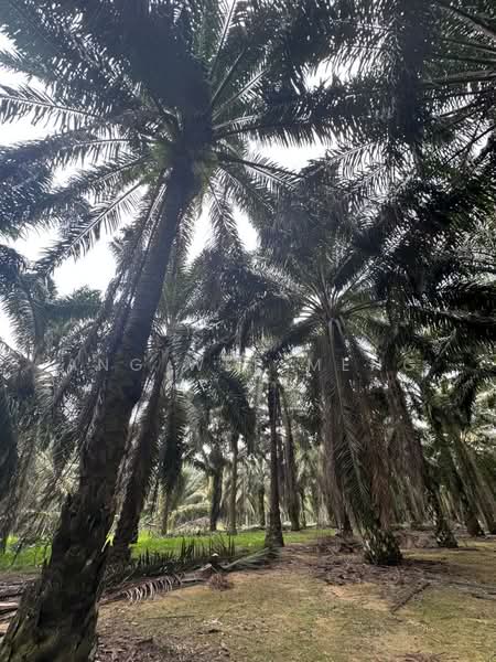 Agricultural Land for Sale in Kota Tinggi (Johor) - Ang Wee Meng - Exterior - PropertyGuru.com.my