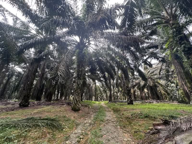 Agricultural Land for Sale in Kota Tinggi (Johor) - Ang Wee Meng - Exterior - PropertyGuru.com.my
