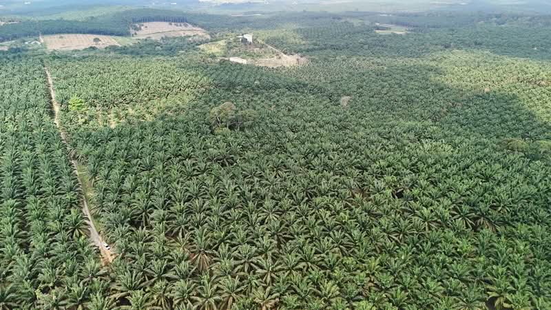 Agricultural Land for Sale in Kota Tinggi (Johor) - Ang Wee Meng - Exterior - PropertyGuru.com.my