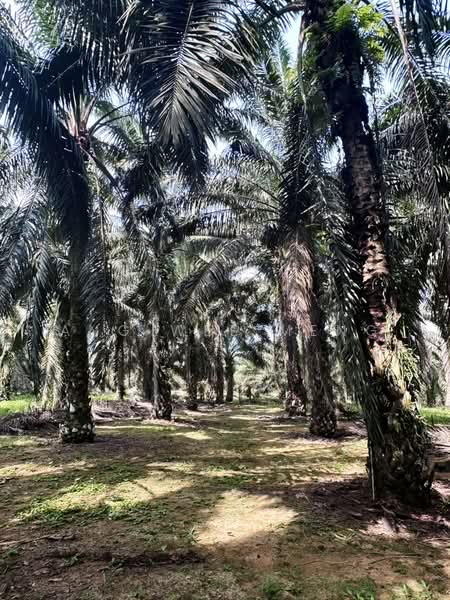 Agricultural Land for Sale in Kota Tinggi (Johor) - Ang Wee Meng - Exterior - PropertyGuru.com.my