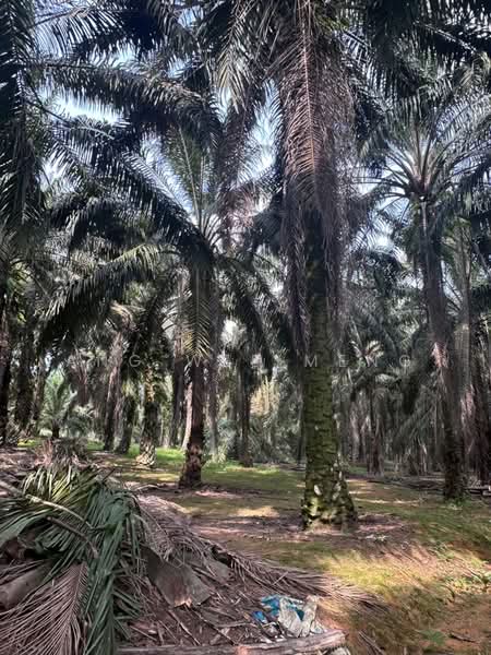 Agricultural Land for Sale in Kota Tinggi (Johor) - Ang Wee Meng - Exterior - PropertyGuru.com.my