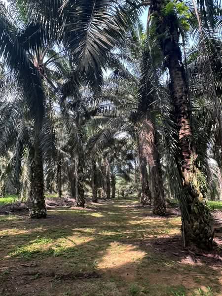 Agricultural Land for Sale in Kota Tinggi (Johor) - Ang Wee Meng - Exterior - PropertyGuru.com.my