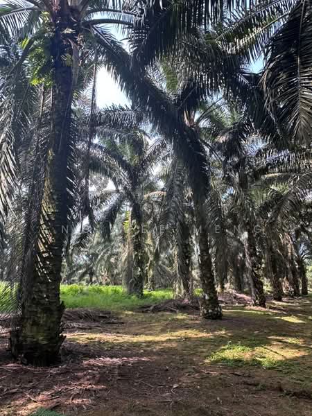 Agricultural Land for Sale in Kota Tinggi (Johor) - Ang Wee Meng - Exterior - PropertyGuru.com.my