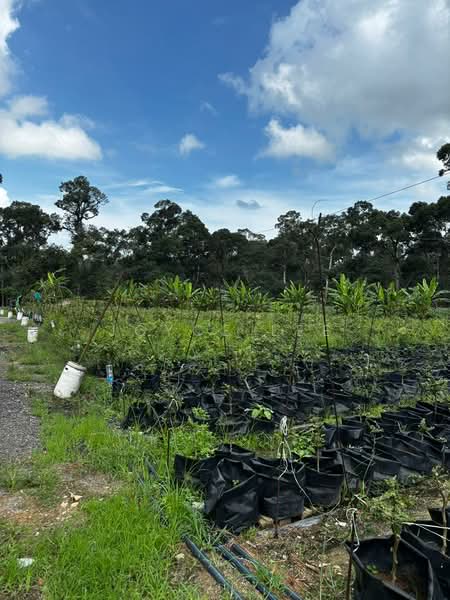 Agricultural Land for Sale in Balik Pulau (Penang) - Joyce Lee - Garden - PropertyGuru.com.my