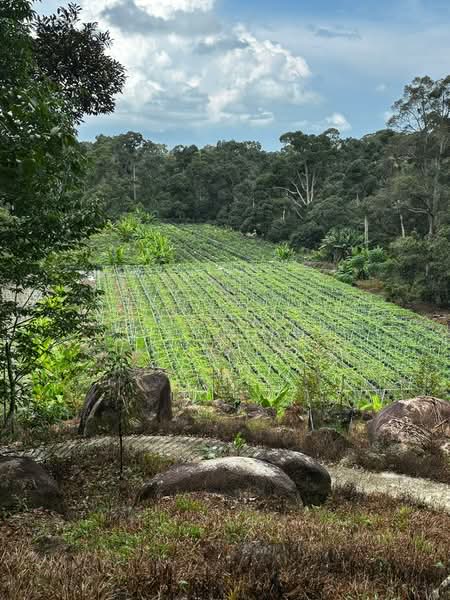 Agricultural Land for Sale in Balik Pulau (Penang) - Joyce Lee - Garden - PropertyGuru.com.my
