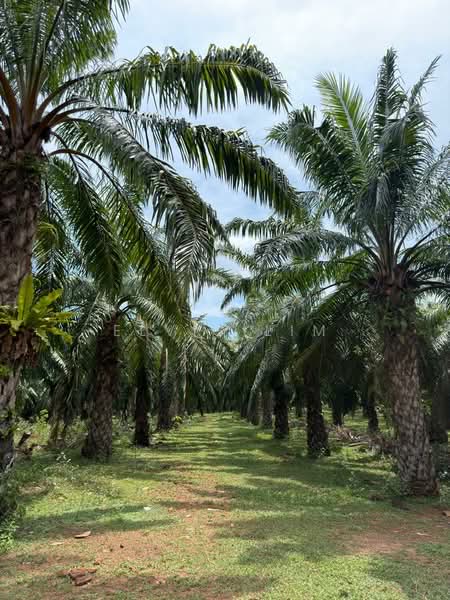 Other Property for Sale in Bedong (Kedah) - Elvis Lim - Garden - PropertyGuru.com.my